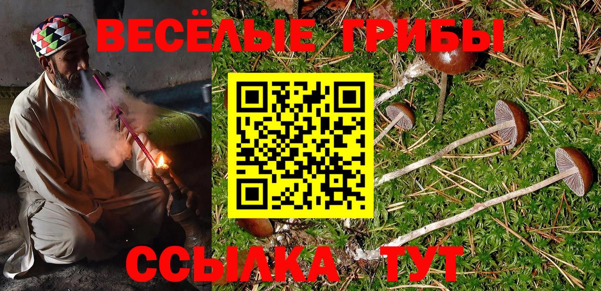 Моздок  Галлюциногенные грибы Cubensis  Вход с VPN 